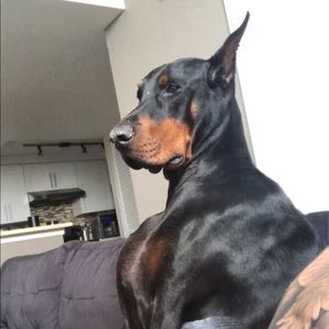 Meet your Posher, Jarrod